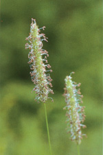 Phleum