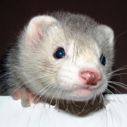 FerretLife's Avatar